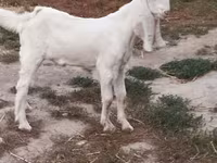 Caprone, Beetal goats — foto 3