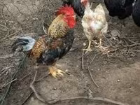 Chickens — sawirka 5