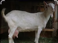 Buk, Saanen goat — foto 5