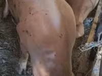 หมูป่าตัวผู้, หมู — รูปภาพ 4