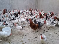 Chickens — sawirka 1