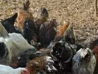 Chickens — عکس 1