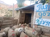 قوچ, گوسفند — عکس 5