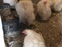 Chickens — լուսանկար 6