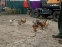 Chickens — foto 3