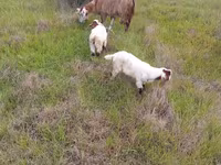 Koza, Saanen goat — fotografija 1