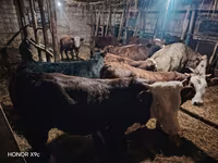 گاو نر, گاو سفیدسر قزاقستانی — عکس 6