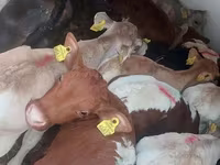 Býk, Simmental cattle — foto 3