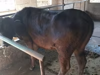 Lo’, Simmental cattle — sawirka 8
