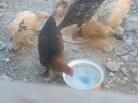 Chickens — Foto 1