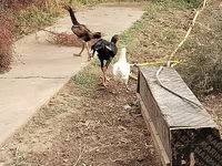 Chickens — Foto 3