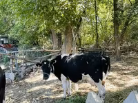 گائے, Russian Black pied cattle — تصویر 6