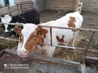 Kvæg (parti, køn ikke angivet), Simmental cattle — foto 1