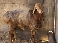 قوچ, Tian-Shan semifinewool sheep — عکس 4