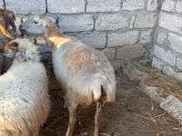 بھیڑ, بھیڑیں — تصویر 2