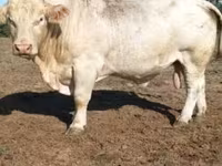 Tyre, Charolais cattle — foto 3