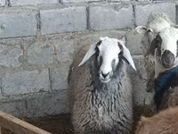 Pecora, Pecore — foto 4