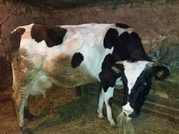 Vacă, Rasa Holstein — Kazahstan