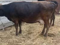 Krowa, Bydło — zdjęcie 4
