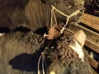 گاو نر, گاو — عکس 1