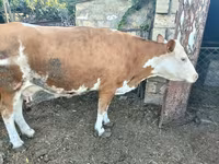 Vacă, Simmental cattle — foto 1