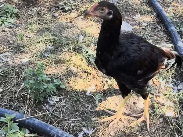 Chickens