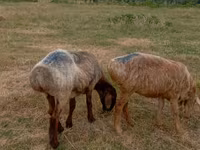 Ovce, Kazakh meat-wool sheep — foto 3