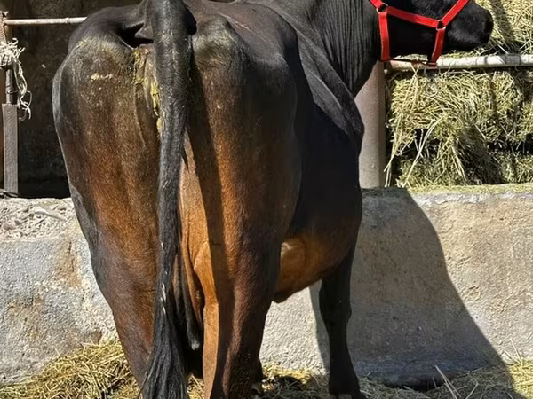 Կով, Swiss cattle