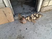 Ducks — foto 1