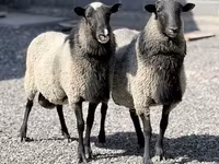 نعجة, Romanov sheep — الصورة 1