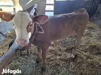 Mucca, Bovini — foto 2