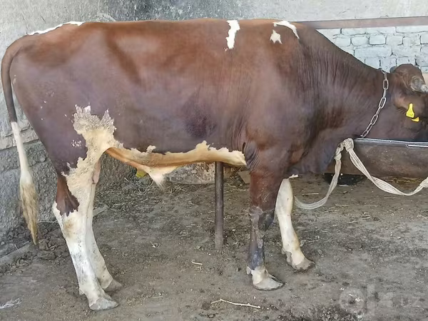 Bull, Cattle — Uzbekistan