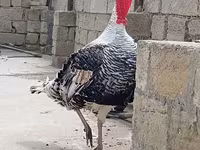 Putih Dada Lebar — foto 2