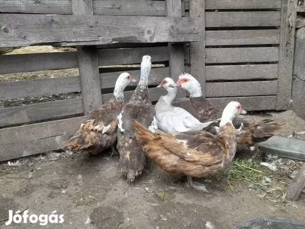 Ducks