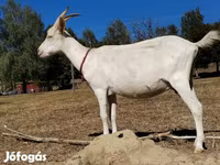 Koza, Saanen goat — foto 5