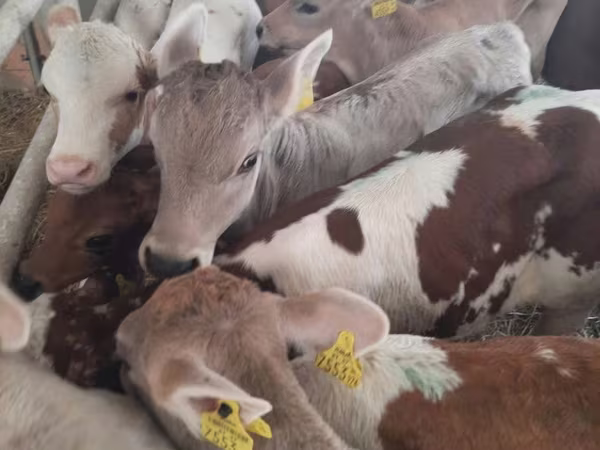 گاو نر, Simmental cattle