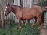 ሴት ፈረስ, Horses — ፎቶ 1
