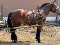 Kuda jantan, Horses — foto 1