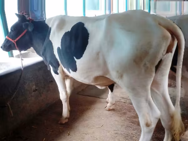 گاو ماده, Russian Black pied cattle