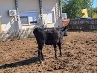 Lembu betina, Cattle — foto 4