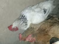 Chickens — foto 4