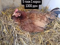 Chickens — foto 1
