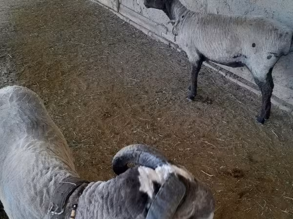 Biri-biri (lot, jantina tidak dinyatakan), Merino sheep