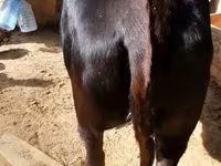 母牛, Cattle — 照片 1