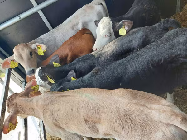 Dibi, Cattle