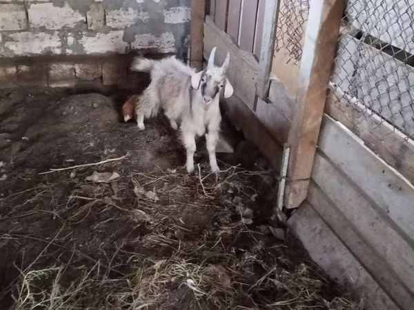 Ziegenbock, Ziegen