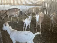 Cabras (lote, sexo não especificado), Alpine goat — foto 1