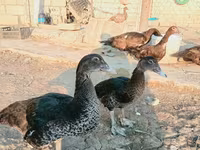 Ducks — fotografija 2
