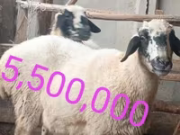 قوچ, گوسفند — عکس 3