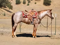 公马, National Show Horse — 照片 7